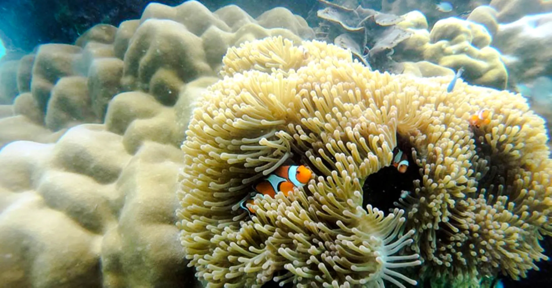 Krabi: Rok & Haa Islands Tour by Speedboat & Buffet Lunch