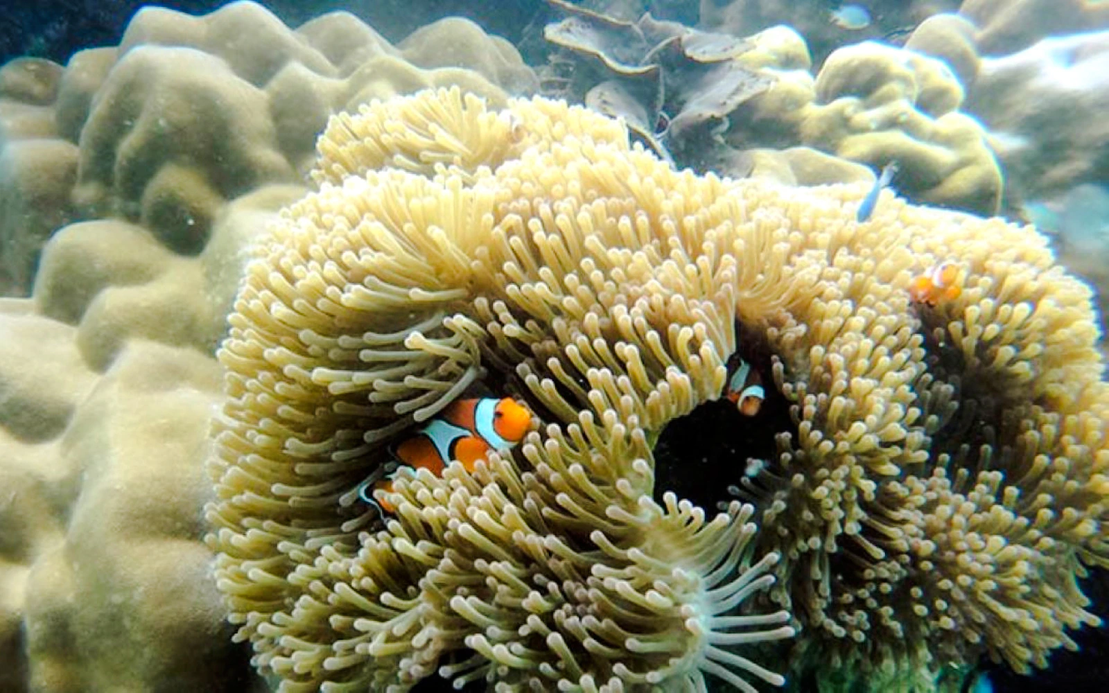 Krabi: Rok & Haa Islands Tour by Speedboat & Buffet Lunch