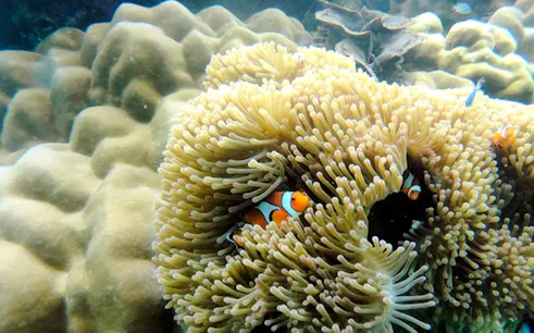 Clownfish swimming among sea anemones in Rok Islands, Krabi tour.