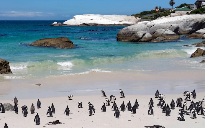 Penguins on Boulders Beach, Cape Town, with ocean and rocks in the background.