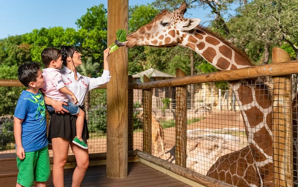 Feeding giraffe at San Antonio Zoo with San Antonio CityPASS®.