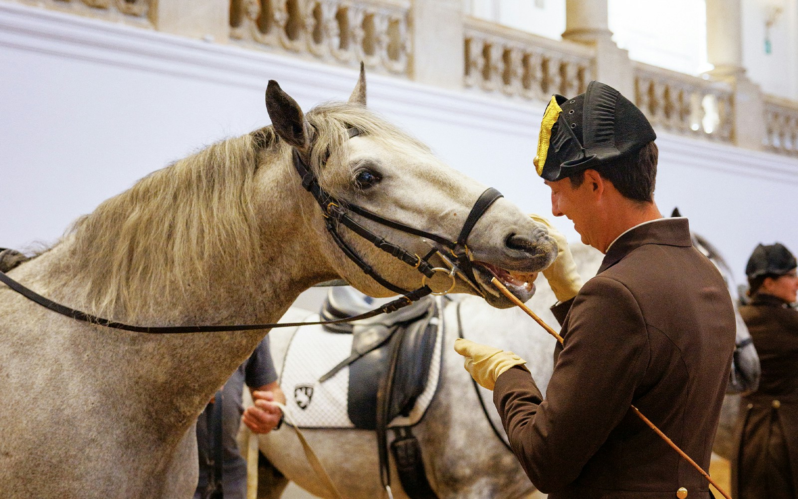 Classical dressage training at the Spanish Riding School Vienna