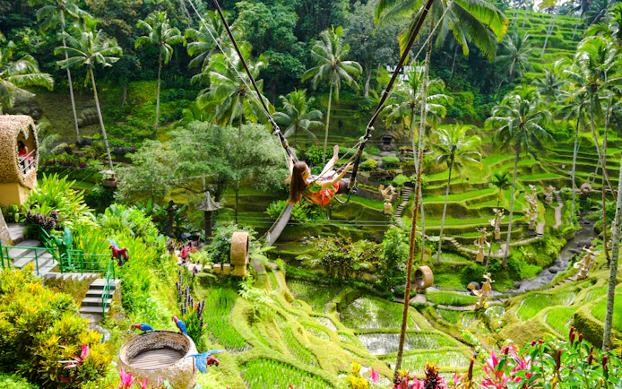 Ubud Highlights Private Tour with Entry Fees Included: Monkey Forest, Tirta Empul, Waterfall & Rice Terrace