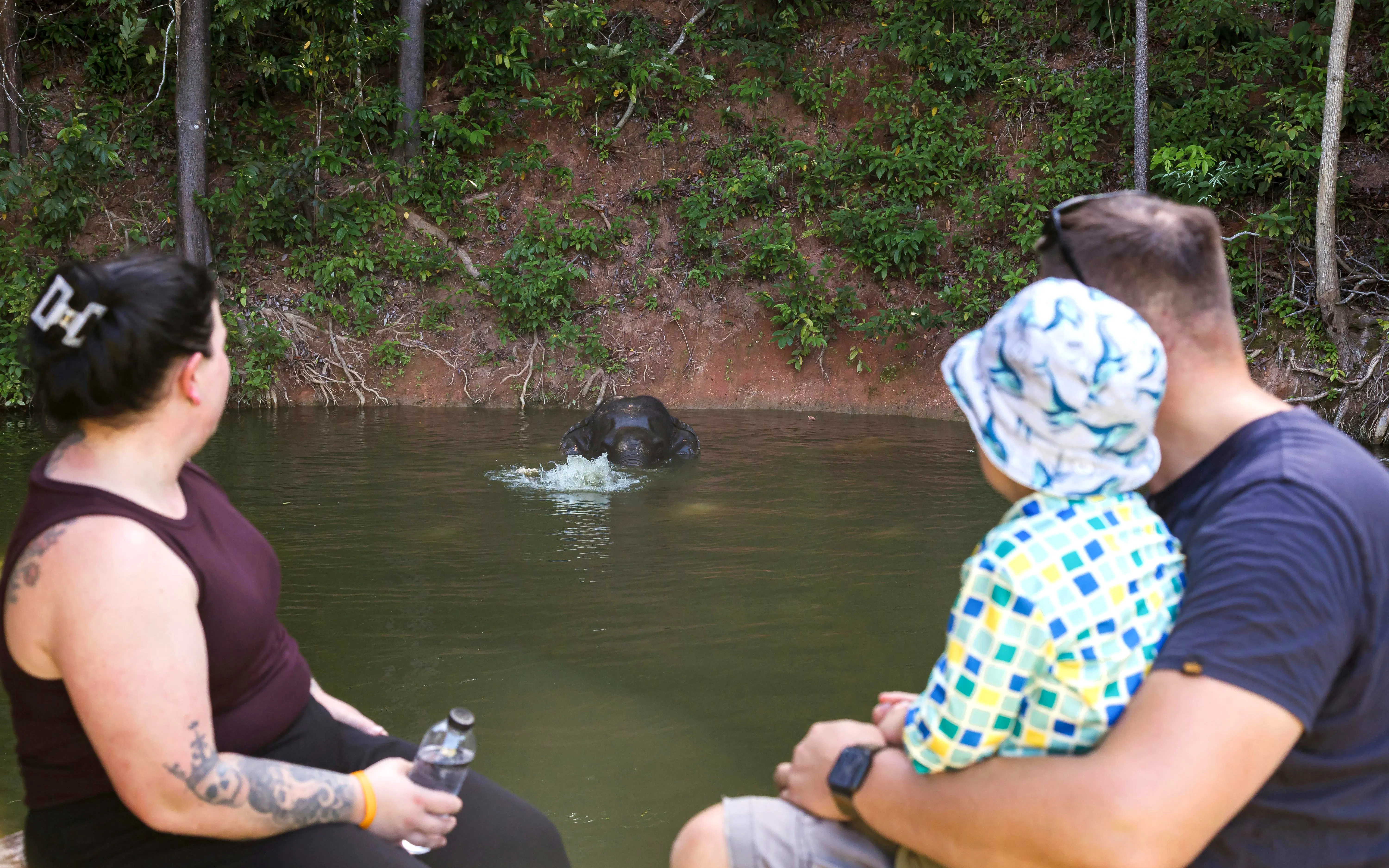 Visitors watching an elephant swim at Bukit Elephant Park.