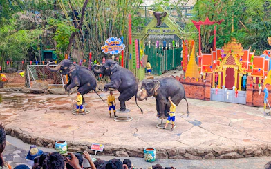 Elephants performing at Safari World show with trainers in front of a colorful backdrop.