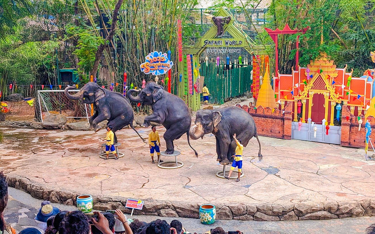 Elephants performing at Safari World show with trainers in front of a colorful backdrop.