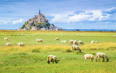 Mont Saint-Michel with grazing sheep in the foreground, Normandy, France.