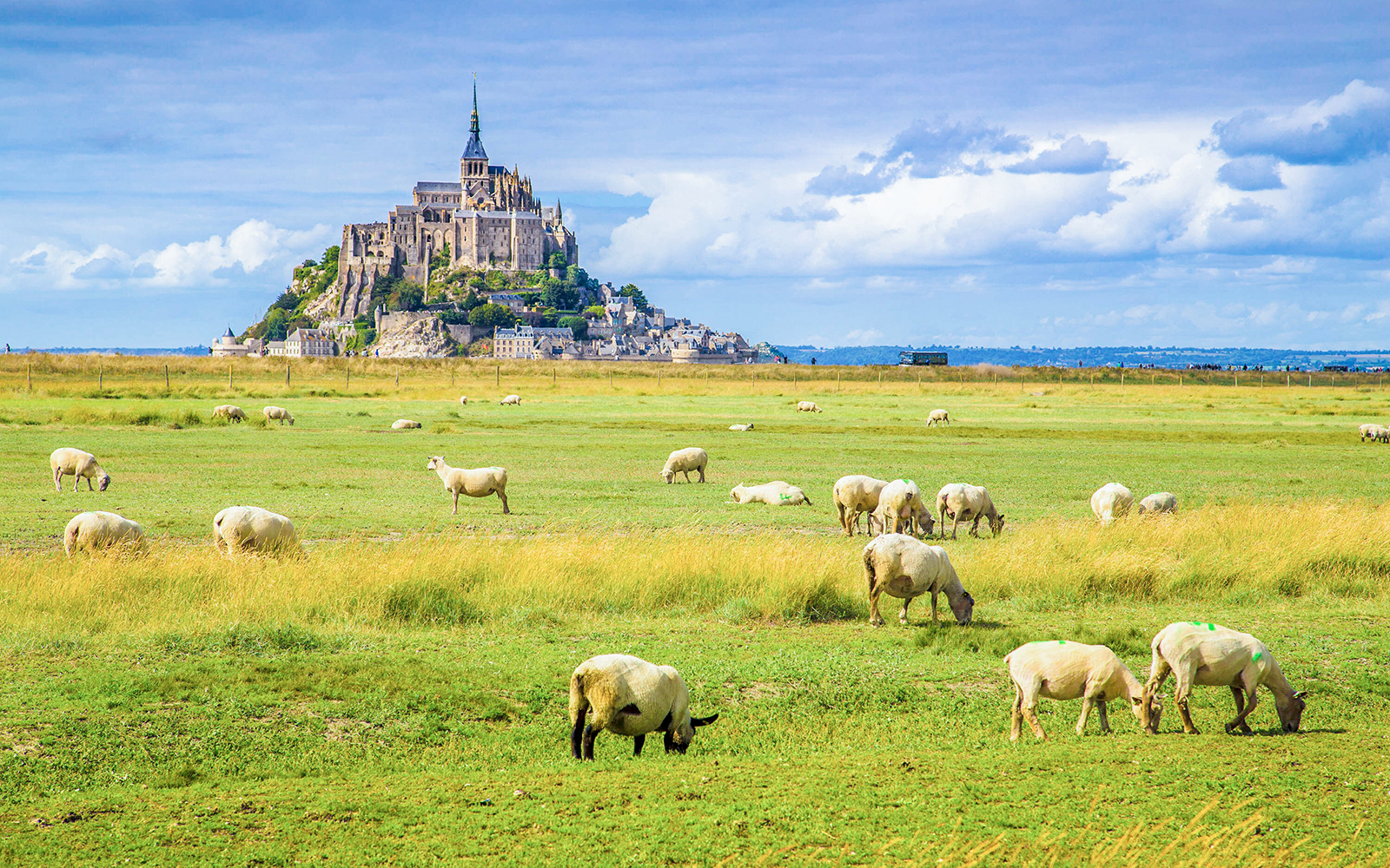 Mont Saint-Michel with grazing sheep in foreground, Normandy, France.