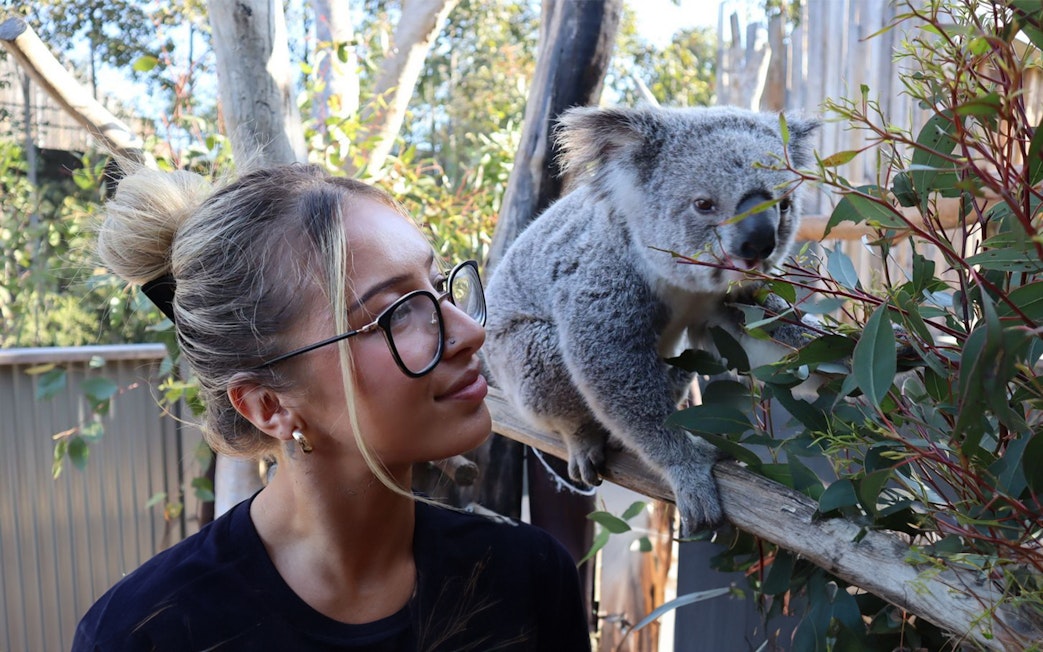 Person observing a koala eating leaves in the Blue Mountains.