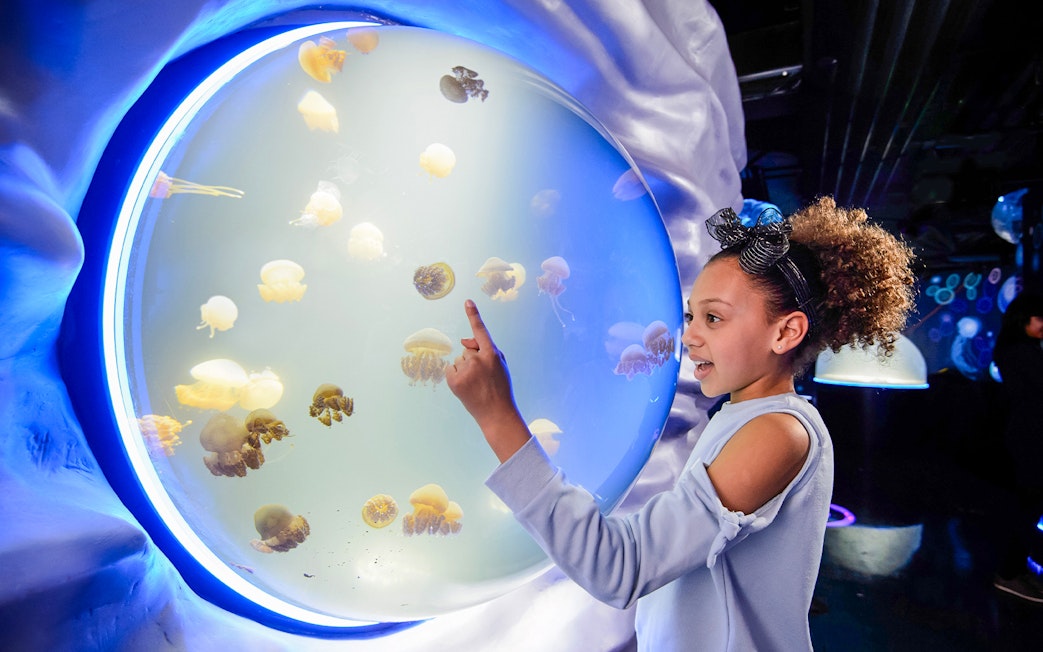 Child interacting with jellyfish exhibit at SEA LIFE London.