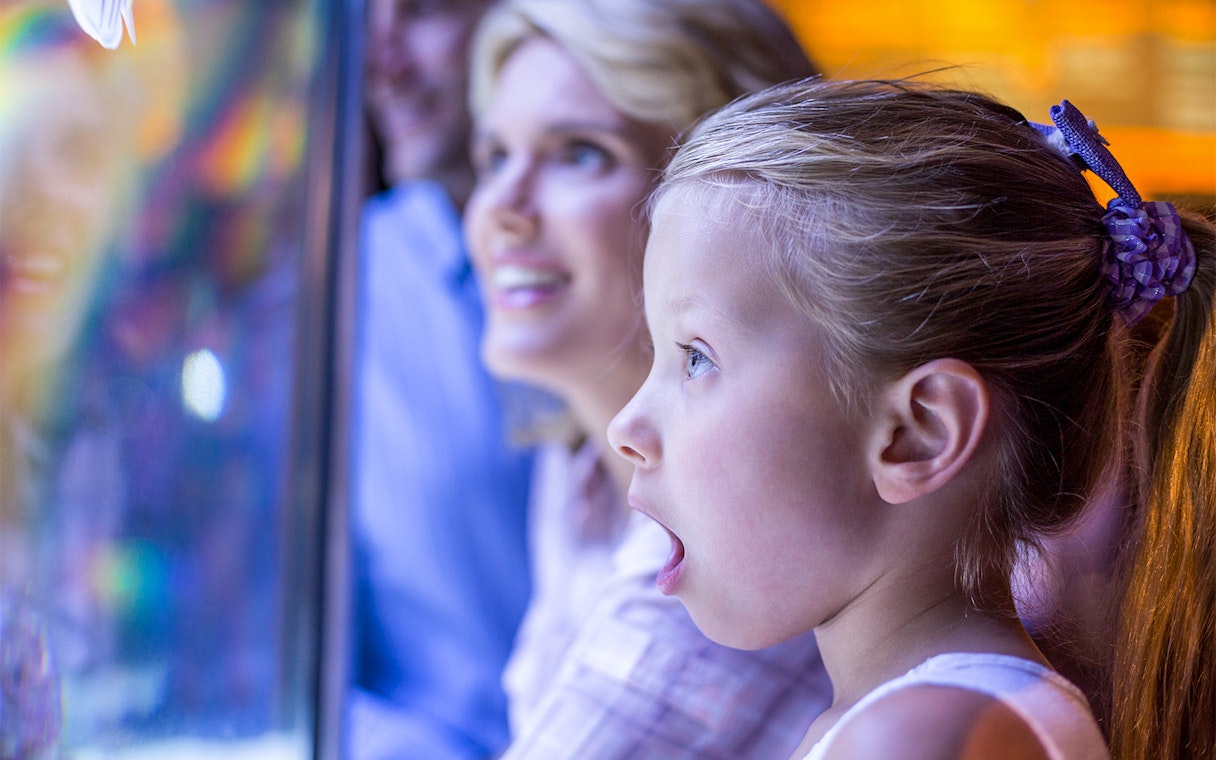 Child amazed by marine life at SEA LIFE Sydney aquarium.