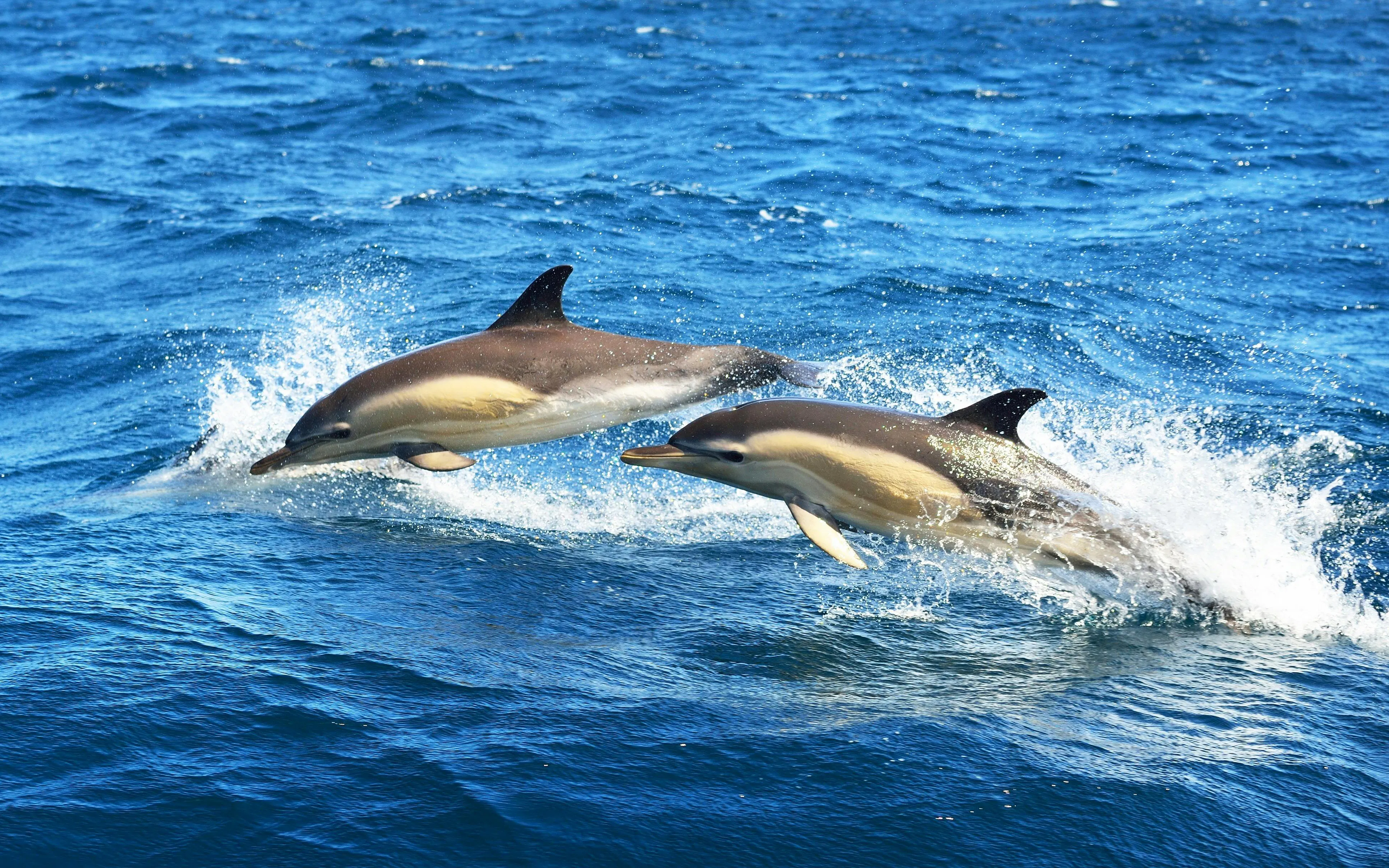 Striped dolphins leaping through ocean waves.
