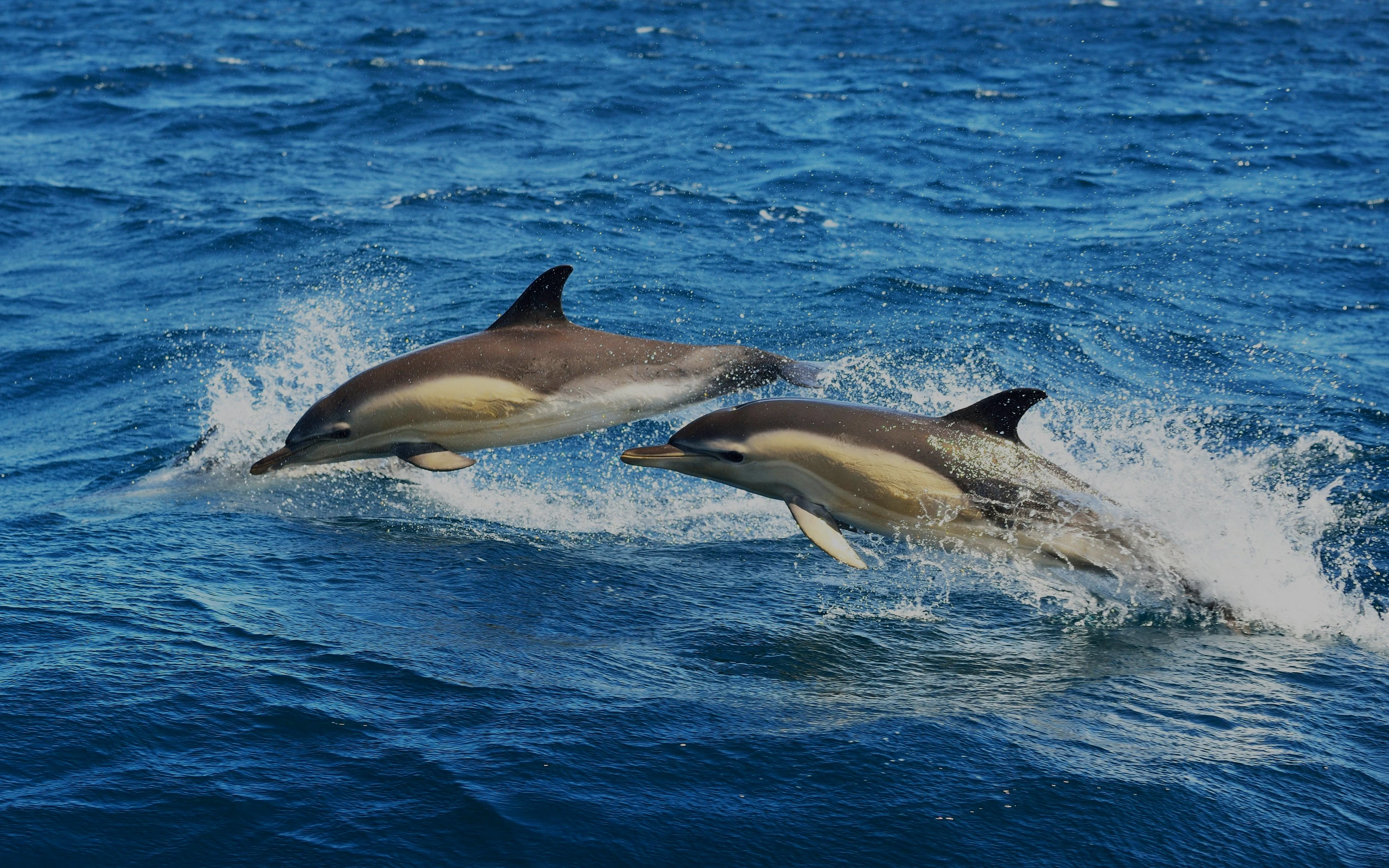 Striped dolphins leaping through ocean waves.