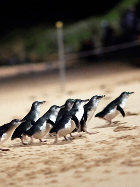 Penguins walking on the beach during the Phillip Island Penguin Parade.