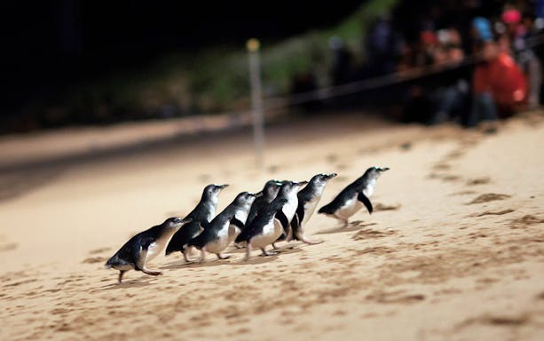 Penguins walking on the beach during the Phillip Island Penguin Parade.