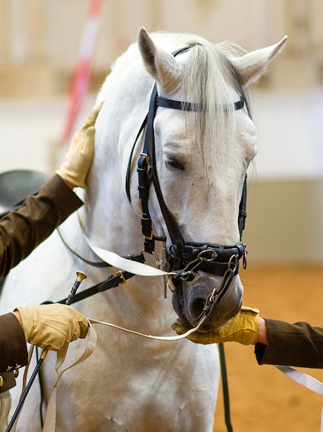Two riders preparing a white horse at the Spanish Riding School.