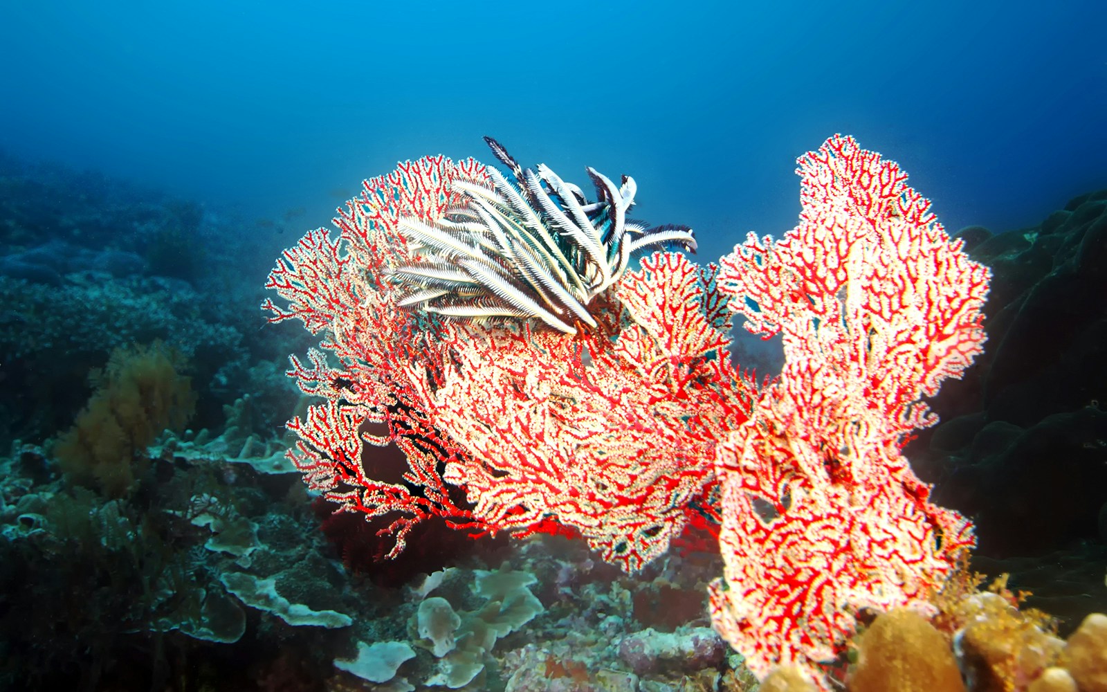 Nusa Penida coral formations underwater scene, Indonesia.