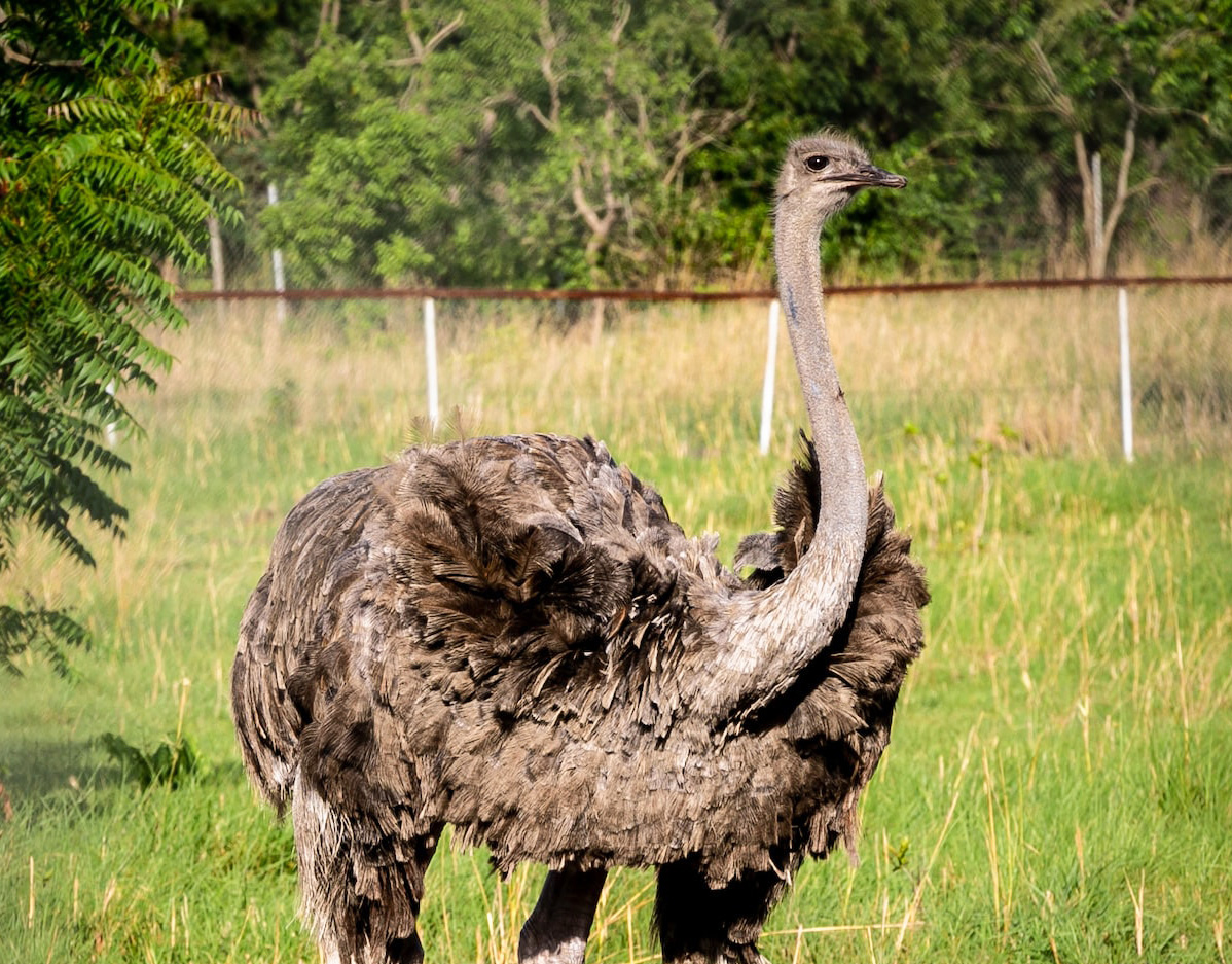 Ingressos para o Farm in the City Malásia: Fazenda dos Avestruzes