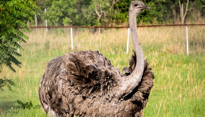 Farm in the City Malaysia tickets - Ostrich Farm