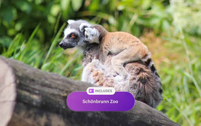 Lemur with baby on back at Schönbrunn Zoo, Vienna.