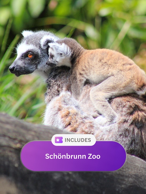 Lemur with baby on back at Schönbrunn Zoo, Vienna.
