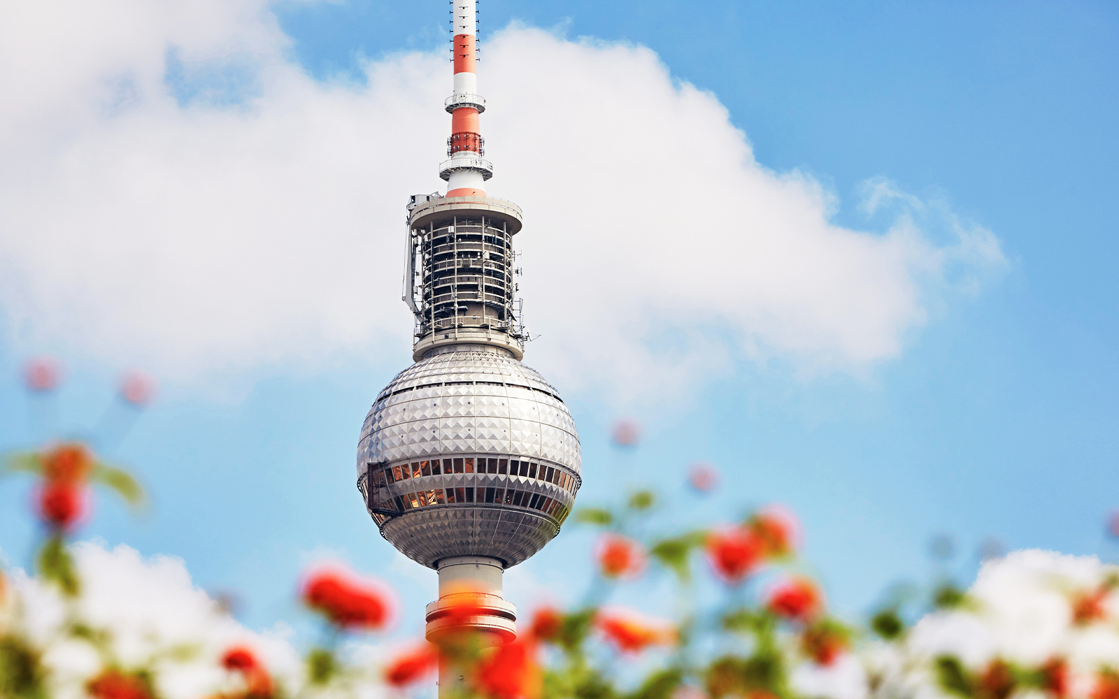 Kugel des Berliner Fernsehturms durch rote und weiße Blumen hindurch fotografiert
