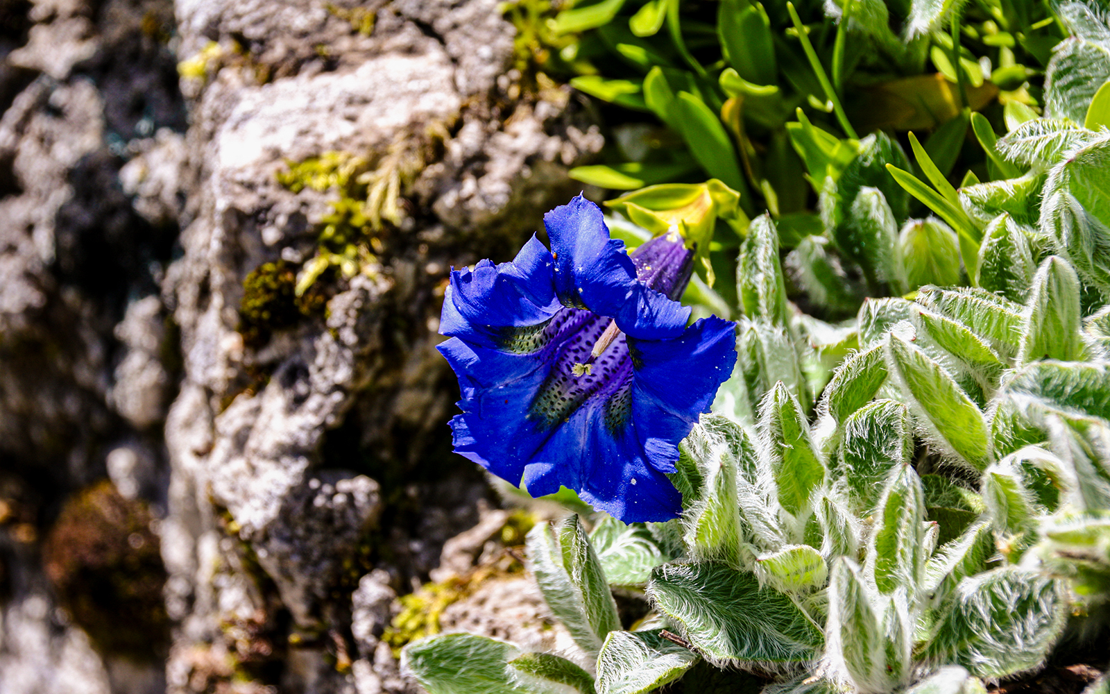 Gentian blossoms in Dolomites alpine meadow with vibrant blue flowers and mountain backdrop