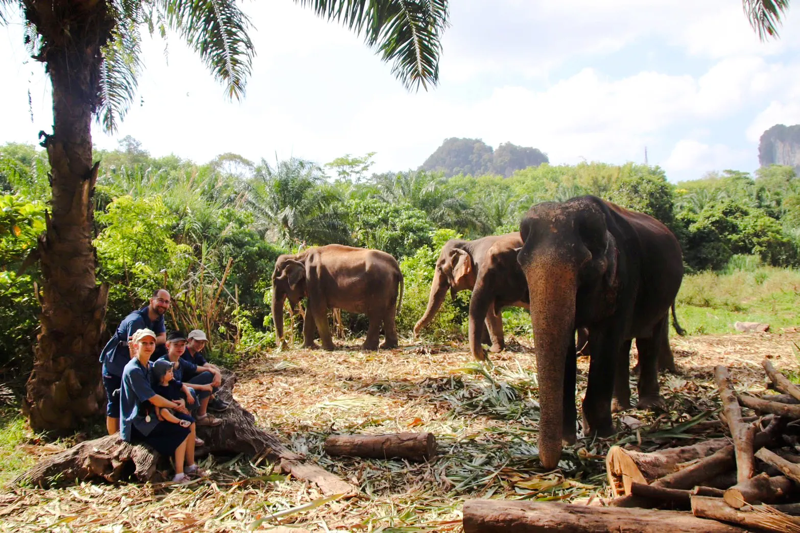 Elephants in a lush Krabi forest with visitors observing nearby.