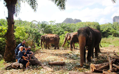 Elephants in a lush Krabi forest with visitors observing nearby.