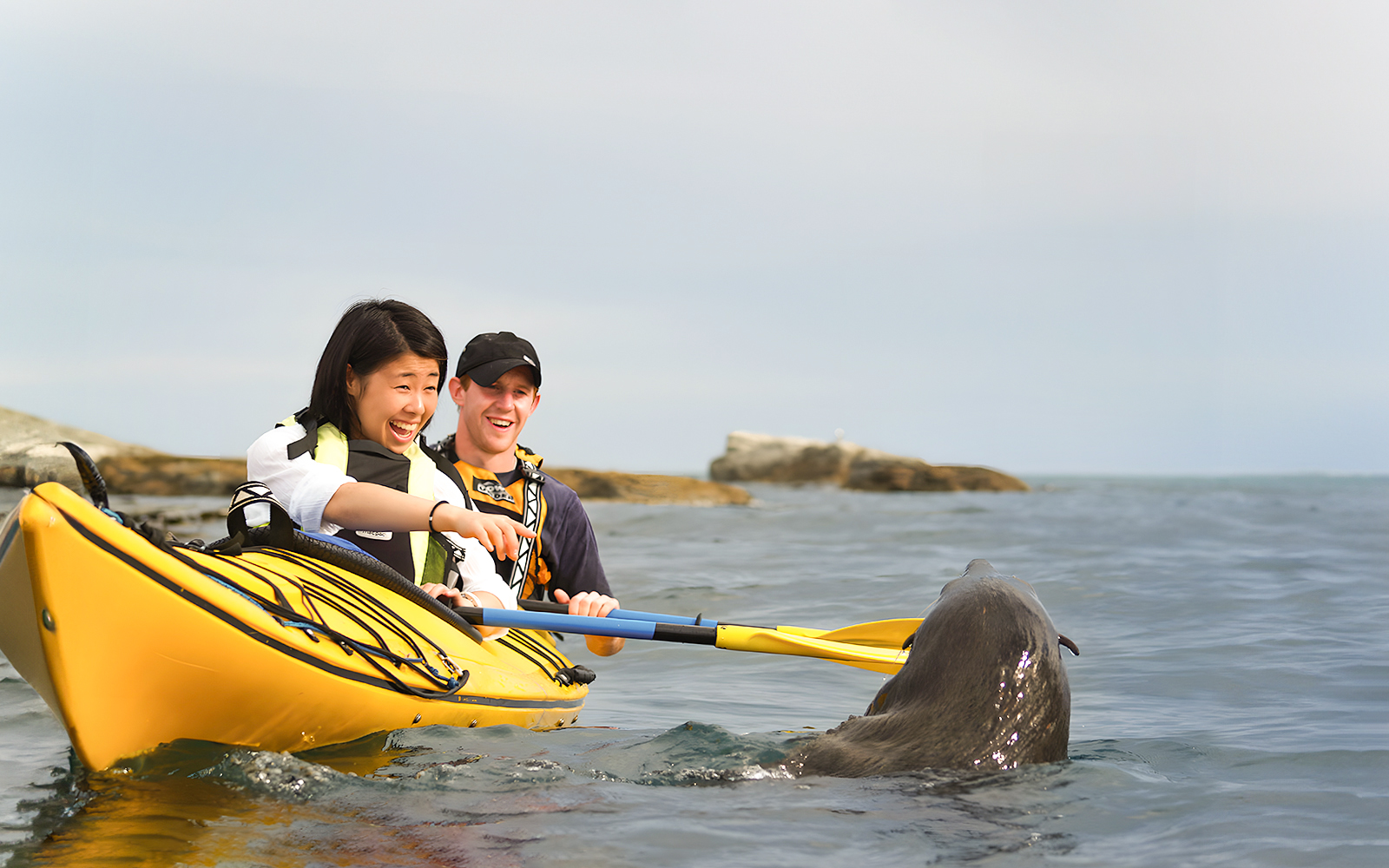 Two people kayaking near a seal during a guided wildlife tour.