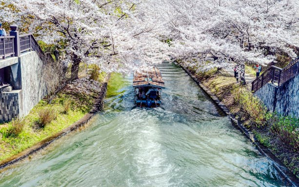 Fushimi Jikkokubune boat on a canal under cherry blossoms in Kyoto, Japan.