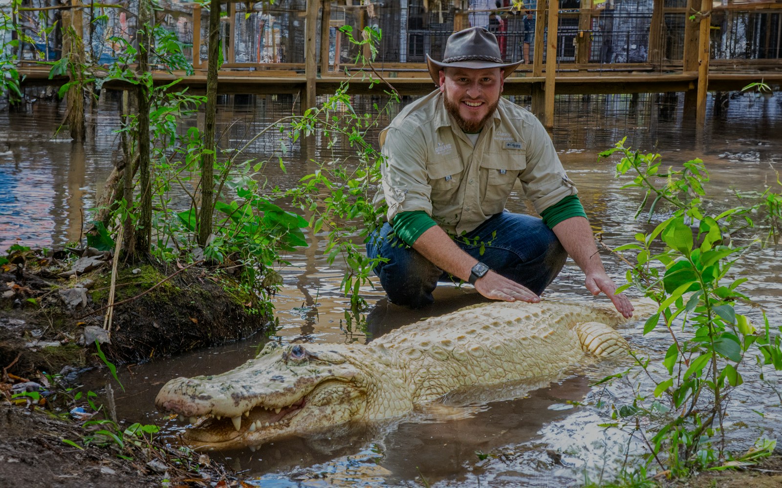 Man interacting with an albino alligator at Gatorland.