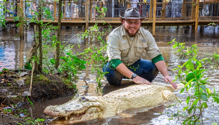 Gatorland alligator basking near water in Orlando, Florida.