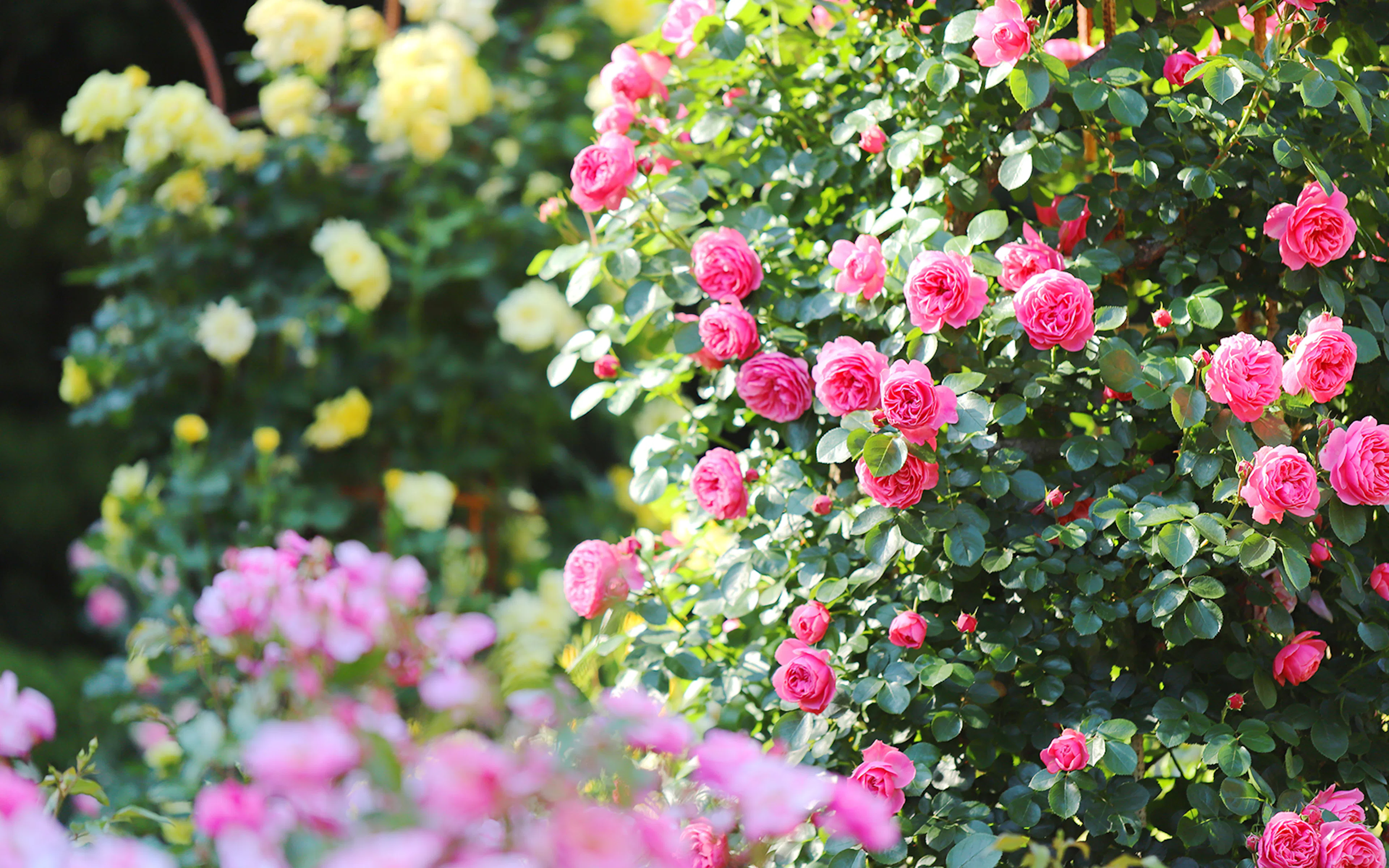 Pink and yellow roses blooming in a lush garden.