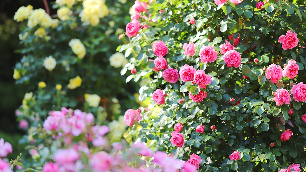 Nearby - TeamLab Botanical Garden tickets