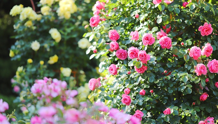 Pink and yellow roses blooming in a lush garden.