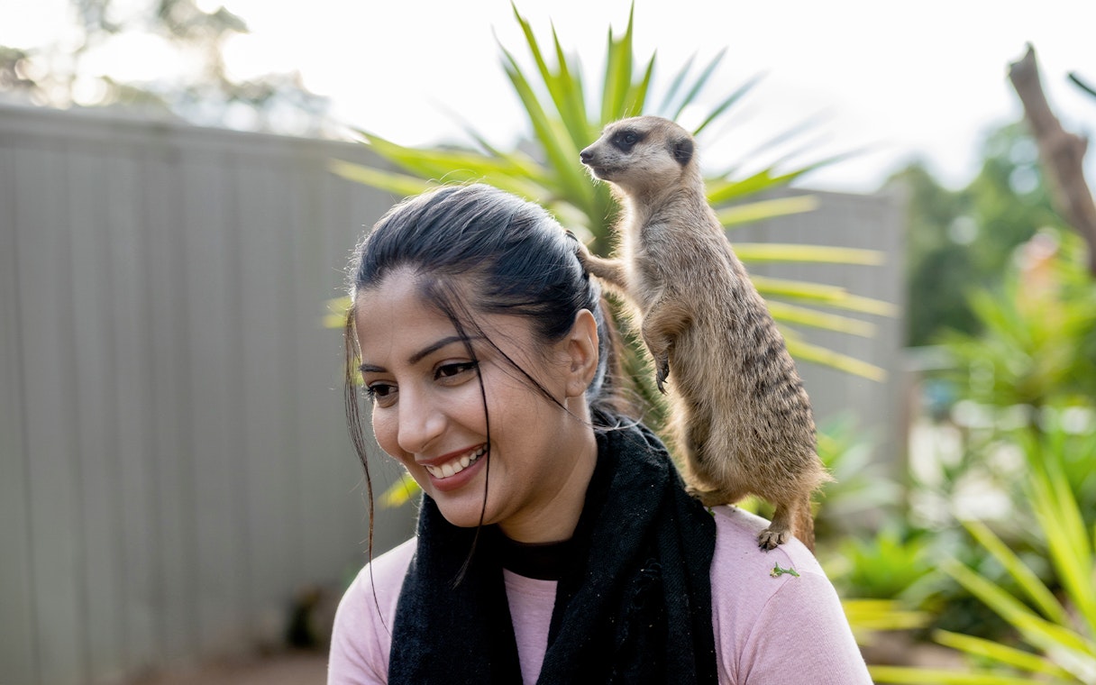 Meerkat perched on a woman's shoulder at Ballarat Wildlife Park.