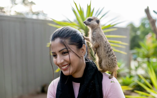 Meerkat perched on a woman's shoulder at Ballarat Wildlife Park.