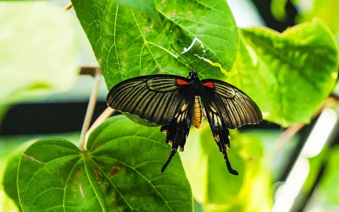 Butterfly resting on a leaf at Butterfly Gardens Abu Dhabi.
