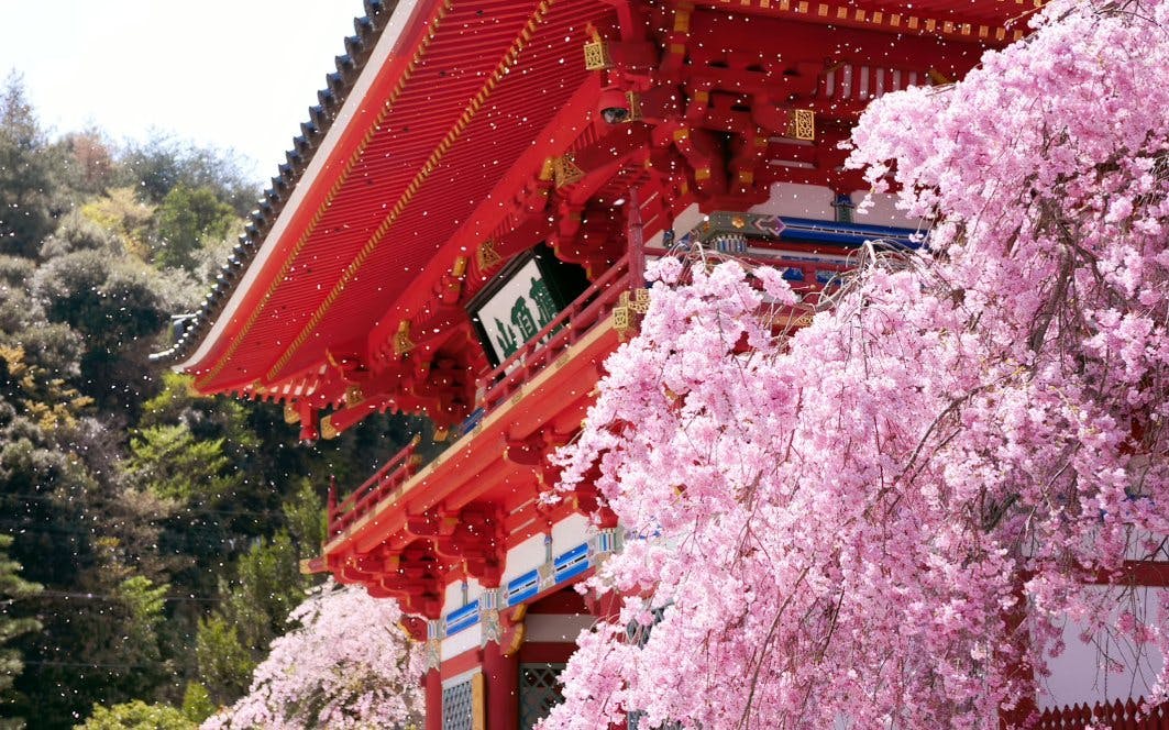 Katsuo-ji Temple in Osaka with cherry blossoms in full bloom.