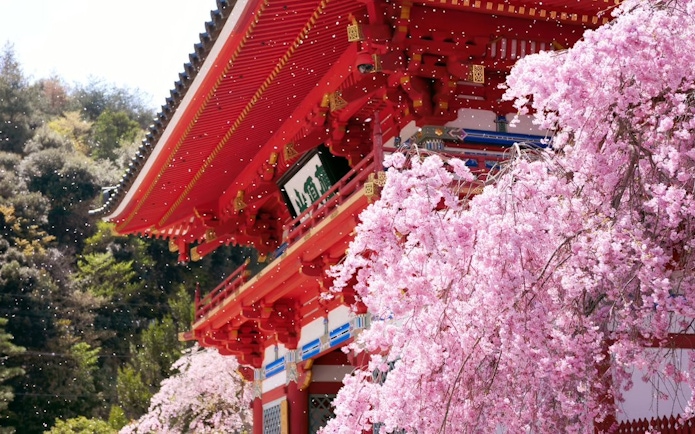 Katsuo-ji Temple in Osaka with cherry blossoms in full bloom.