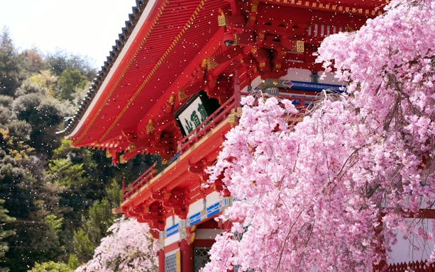 Katsuo-ji Temple in Osaka with cherry blossoms in full bloom.