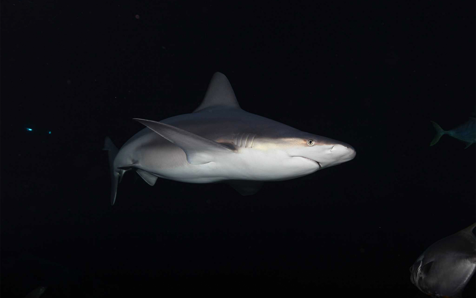 Grey shark swimming in clear waters at Aquarium de Paris.