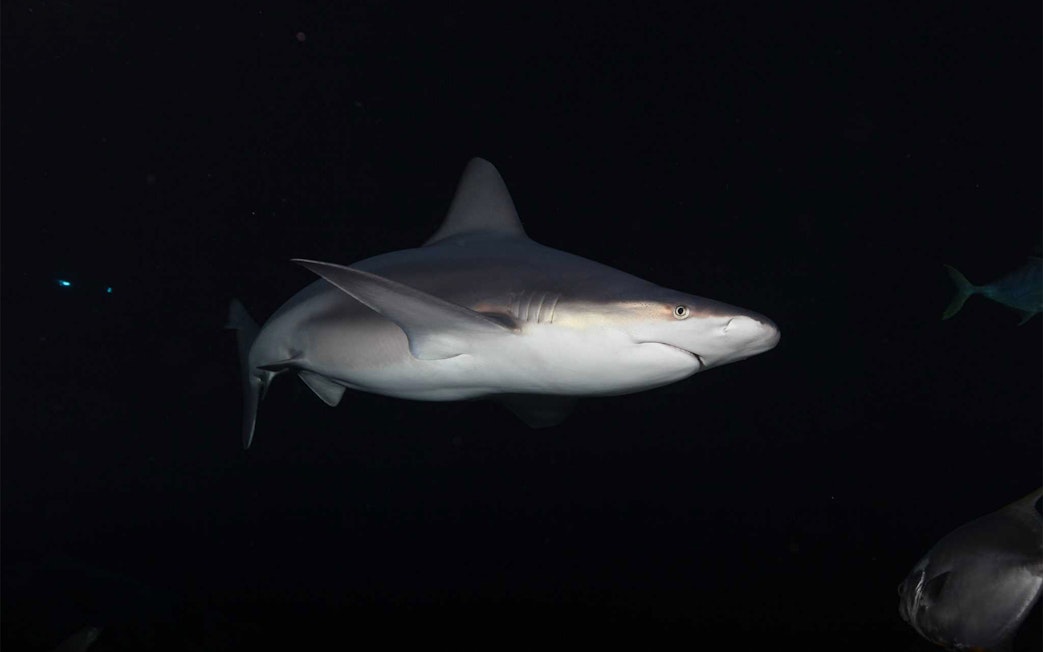 Grey shark swimming in clear waters at Aquarium de Paris.
