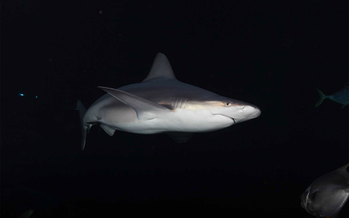 Grey shark swimming in clear waters at Aquarium de Paris.