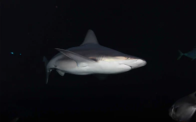 Grey shark swimming in clear waters at Aquarium de Paris.