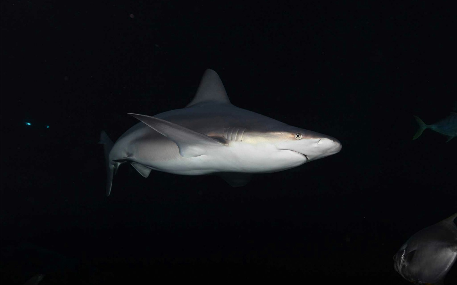 Grey shark swimming in clear waters at Aquarium de Paris.