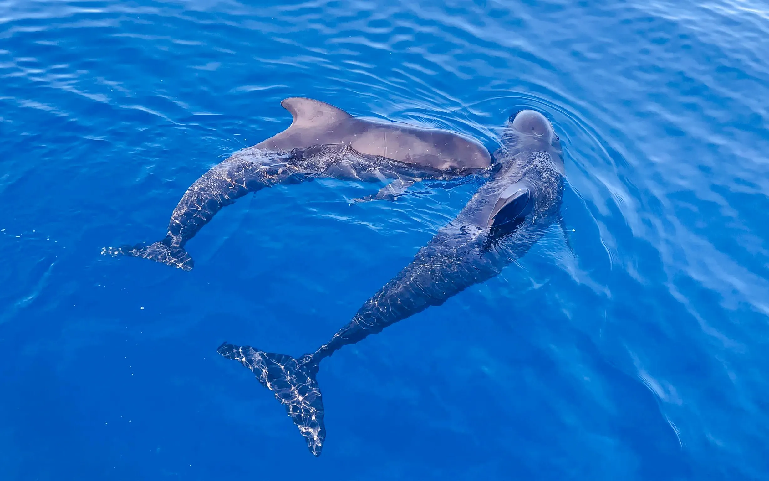 Dolphins swimming in clear blue ocean during observation boat tour.