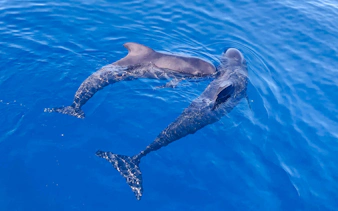 Dolphins swimming in clear blue ocean during observation boat tour.
