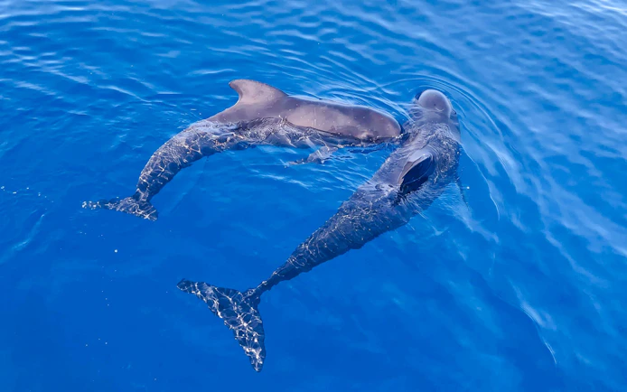 Dolphins swimming in clear blue ocean during observation boat tour.